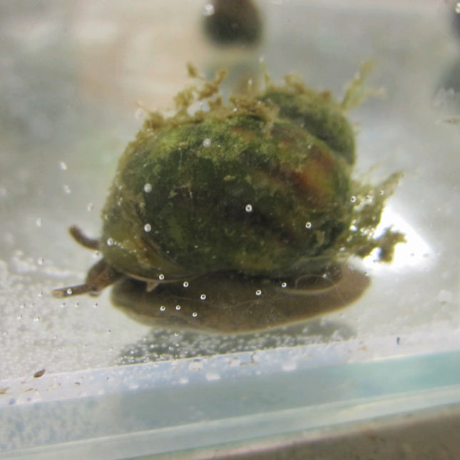 Trapdoor Snail | Viviparus viviparus
