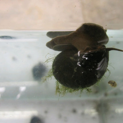 Trapdoor Snail | Viviparus viviparus