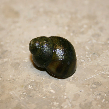 Trapdoor Snail | Viviparus viviparus