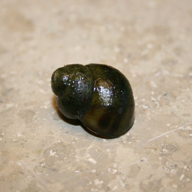 Trapdoor Snail | Viviparus viviparus
