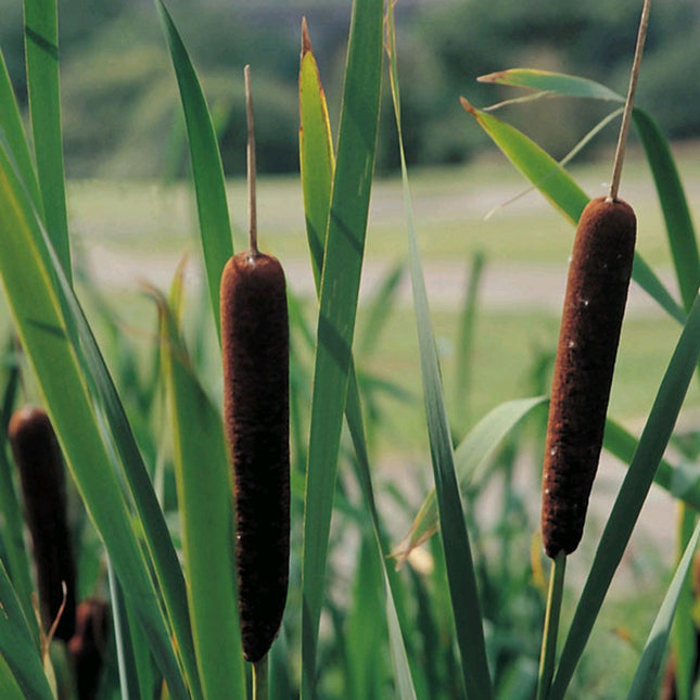 Lesser bulrush or reedmace, narrowleaf cattail | Typha angustifolia