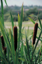 Lesser bulrush or reedmace, narrowleaf cattail | Typha angustifolia