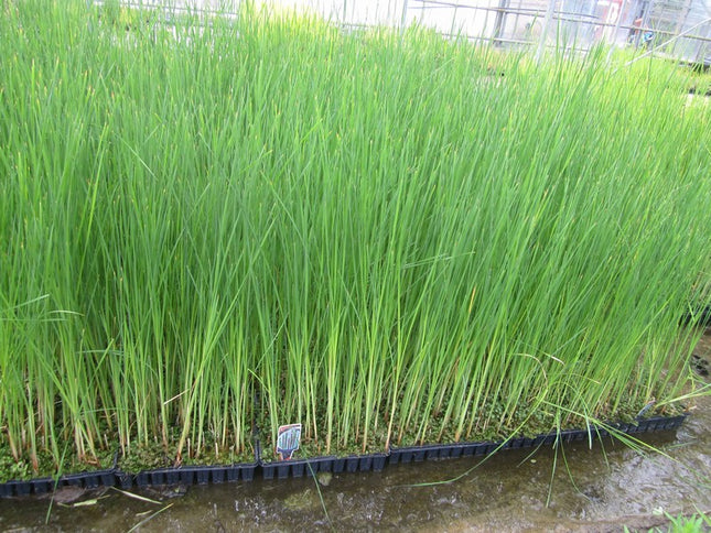 Lesser bulrush or reedmace, narrowleaf cattail | Typha angustifolia