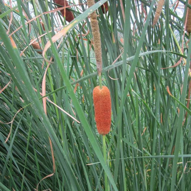Medium Bulrush, Medium reedmace | Typha gracilis