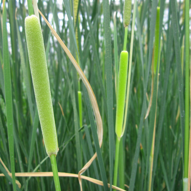 Medium Bulrush, Medium reedmace | Typha gracilis