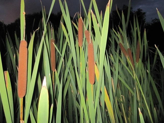 Greater reedmace | Typha latifolia