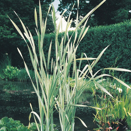 Variegated greater reed mace | Typha latifolia variegata