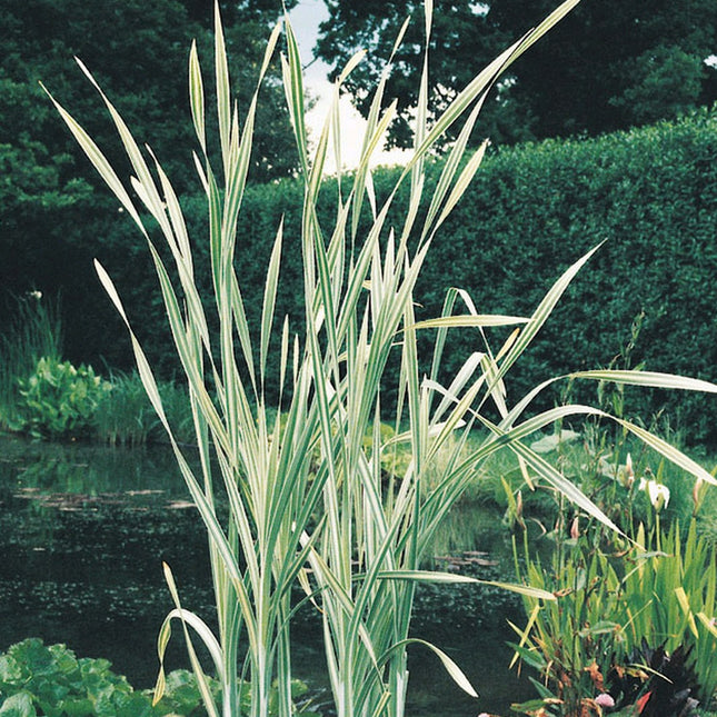 Variegated greater reed mace | Typha latifolia variegata