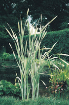 Variegated greater reed mace | Typha latifolia variegata