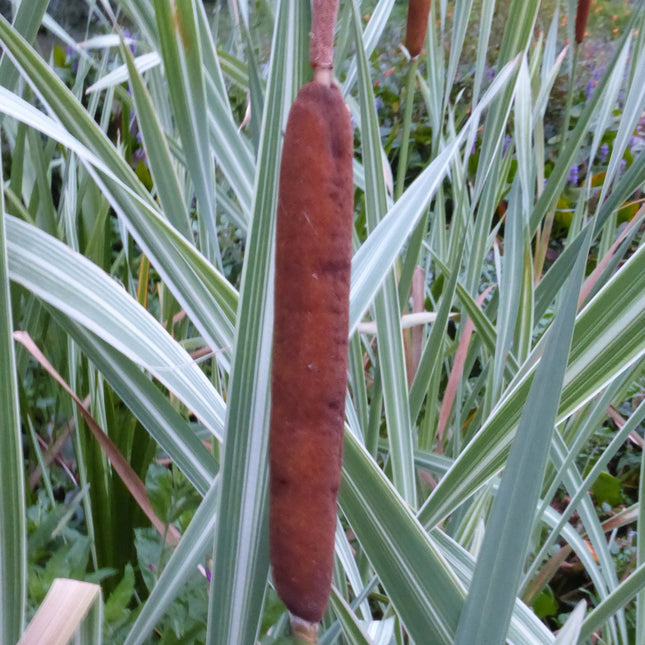 Variegated greater reed mace | Typha latifolia variegata