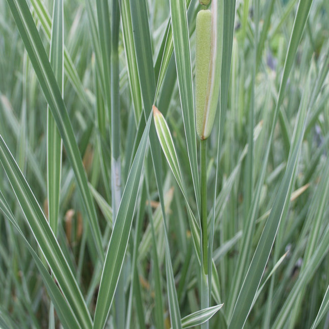 Greater reedmace | Typha latifolia