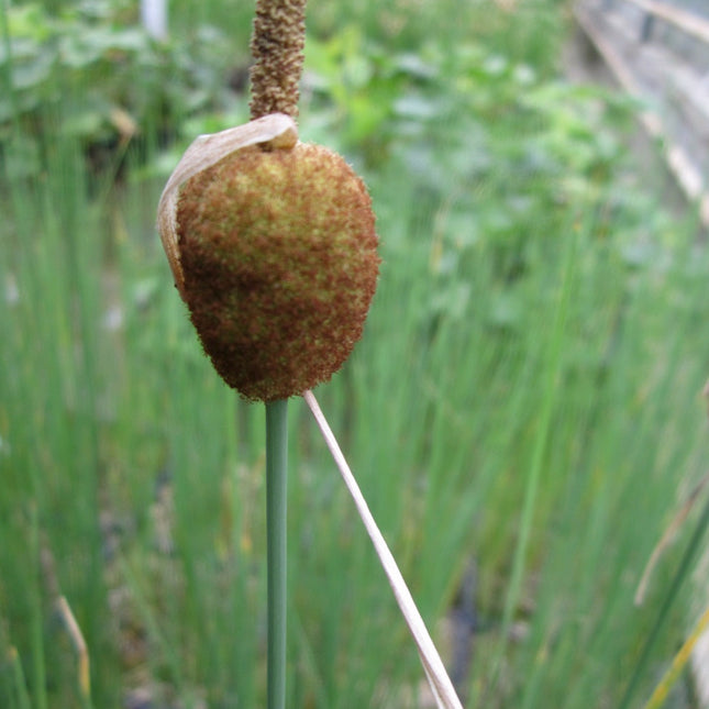 Miniature bullrush, Miniature reedmace | Typha minima