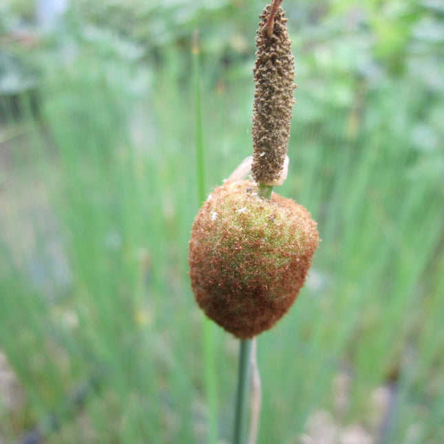 Miniature bullrush, Miniature reedmace | Typha minima