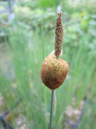 Miniature bulrush, Miniature reedmace | Typha minima