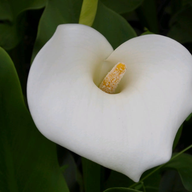 Arum lily | Zantedeschia aethiopica 'Crowborough'