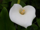 Arum lily | Zantedeschia aethiopica 'Crowborough'