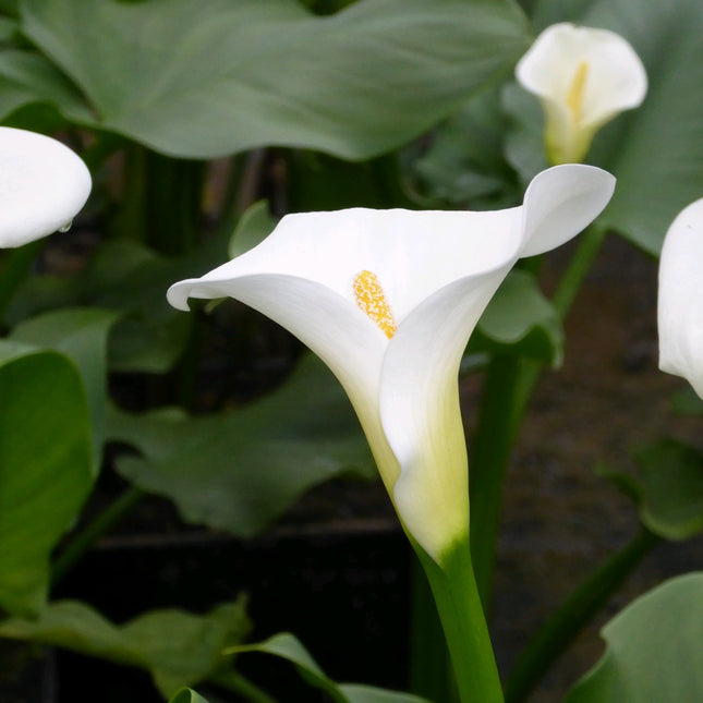 Arum lily | Zantedeschia aethiopica 'Crowborough'