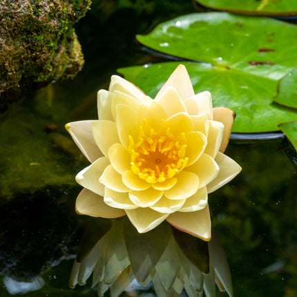 Mini Pond and Dwarf Lily Kit