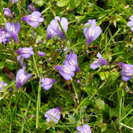 Chinese marshflower | Mazus reptans