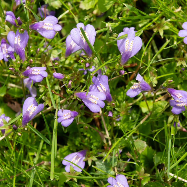 Chinese marshflower | Mazus reptans
