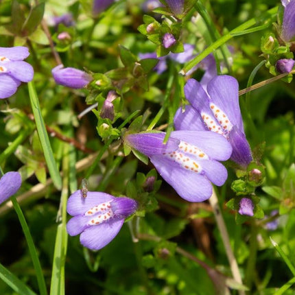 Chinese marshflower | Mazus reptans