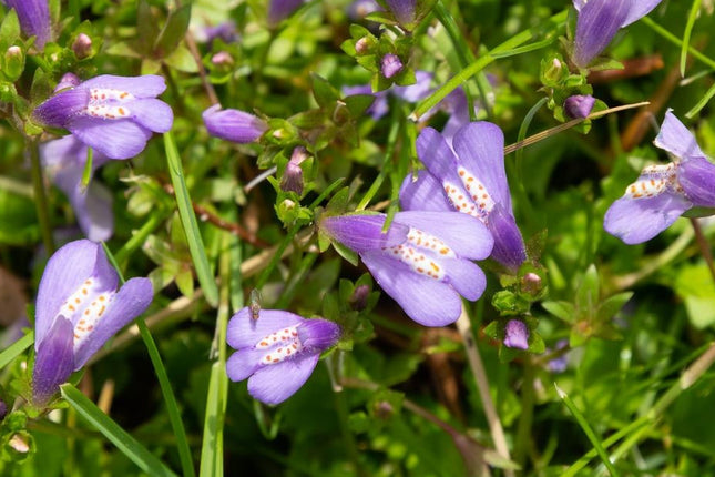 Chinese marshflower | Mazus reptans