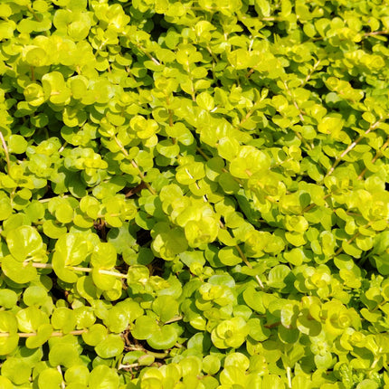 Golden creeping jenny | Lysimachia nummularia aurea