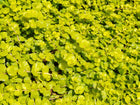 Golden creeping jenny | Lysimachia nummularia aurea