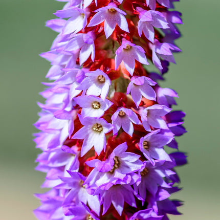 Vial's primrose | Primula vialii