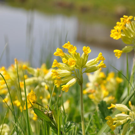Cowslip | Primula veris