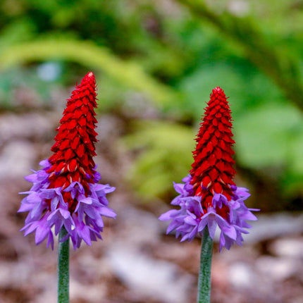 Vial's primrose | Primula vialii