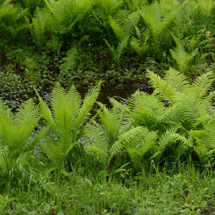 Shuttlecock fern | Matteuccia struthiopteris