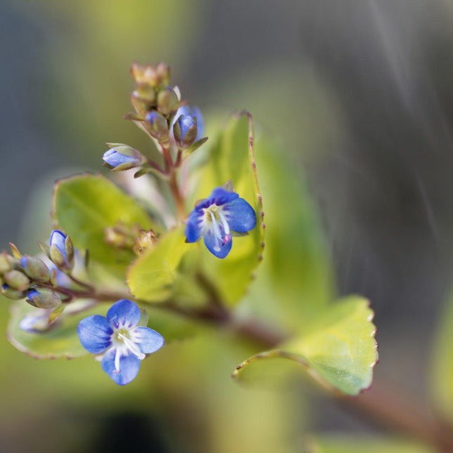 Brooklime | Veronica beccabunga