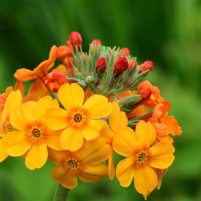 Bulley's primrose | Primula bulleyana