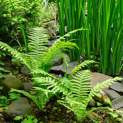 Shuttlecock fern | Matteuccia struthiopteris