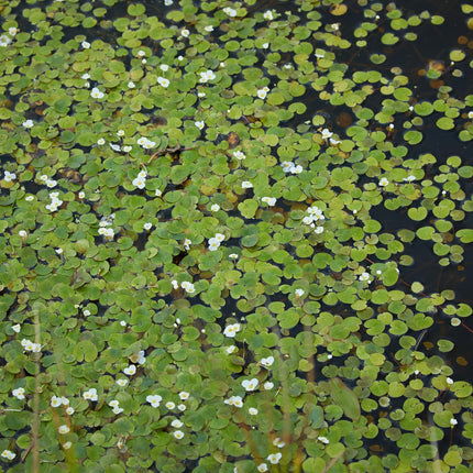 Frogbit | Hydrocharis morsus ranae