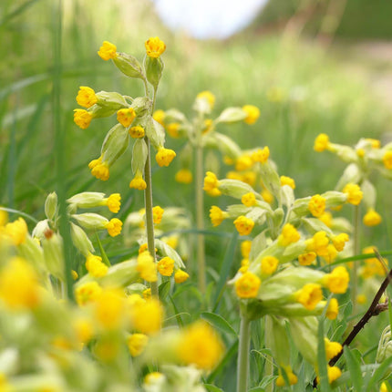 Cowslip | Primula veris