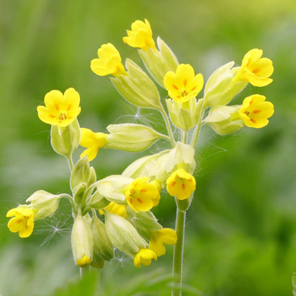 Cowslip | Primula veris
