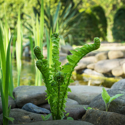 Shuttlecock fern | Matteuccia struthiopteris