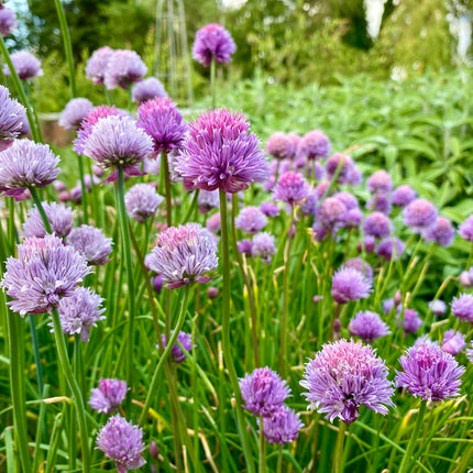 Chives | Allium schoenoprasum