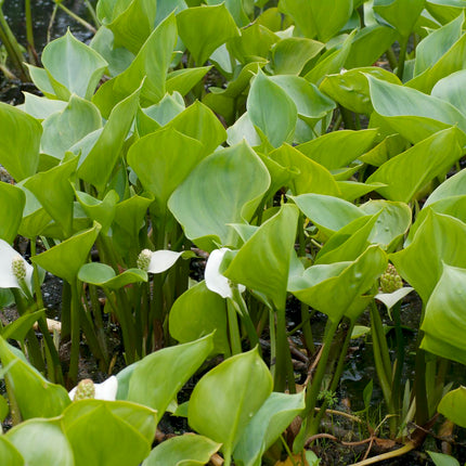 Bog arum Water arum | Calla palustris