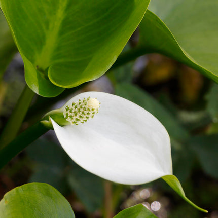 Bog arum Water arum | Calla palustris