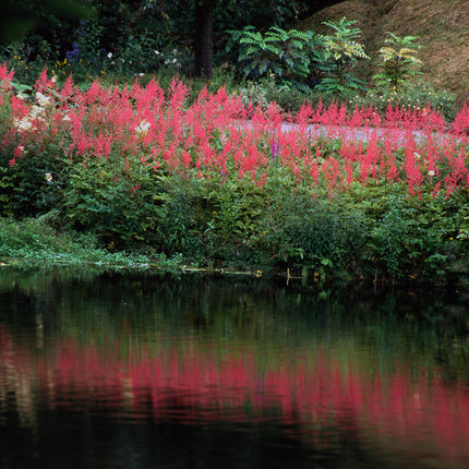 False goats beard | Astilbe red