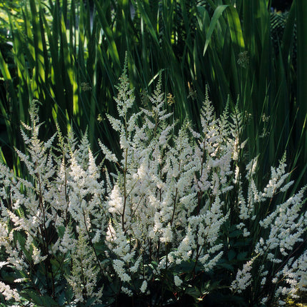 False goats beard | Astilbe White