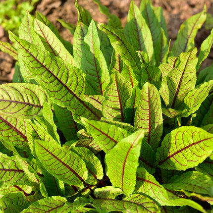 Bloodwort Wood dock | Rumex sanguineus