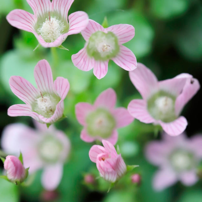 Bog pimpernel | Anagallis tenella