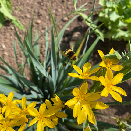 Wildlife Pond Plant Kit for Ponds up to 0.5m² | Grower’s Choice