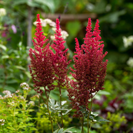 False goats beard | Astilbe red
