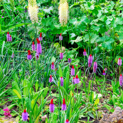 Vial's primrose | Primula vialii