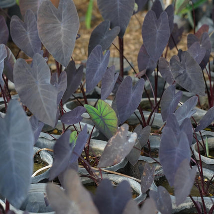 Elephant Ear | Colocasia rubra Black Magic